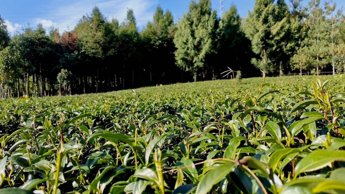 krzewy-herbaty-na-plantacji