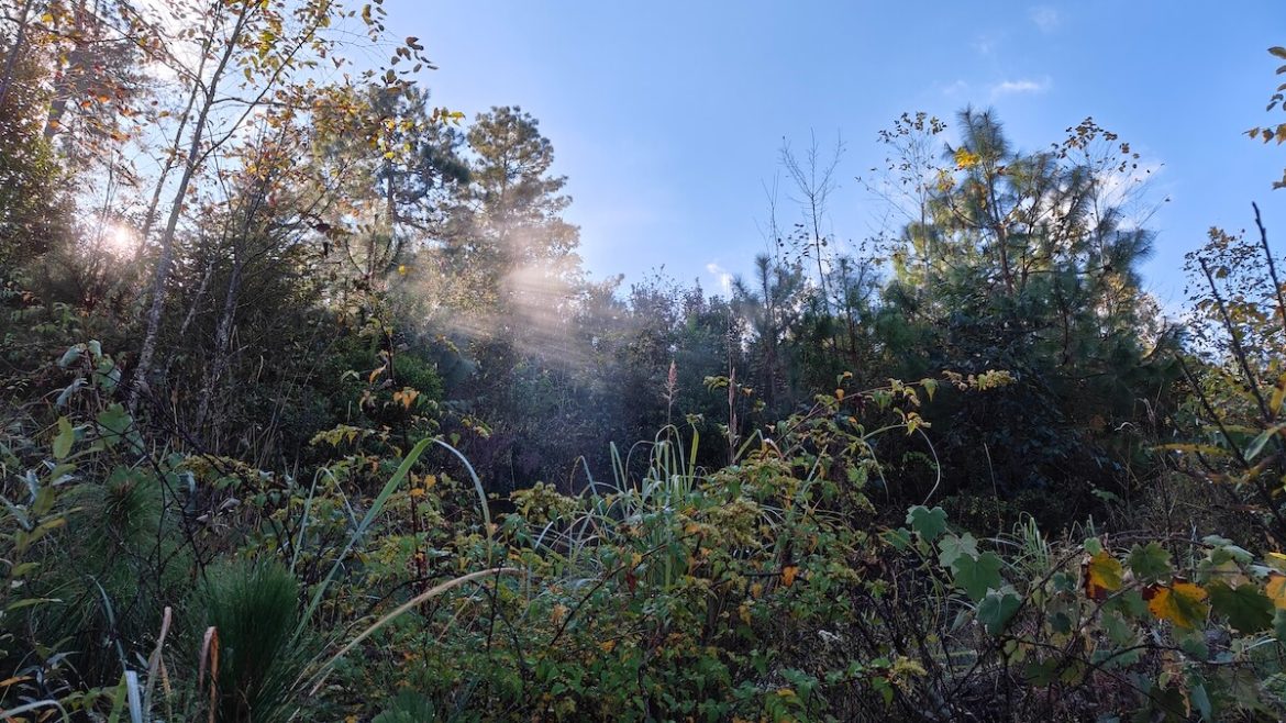 las-w-porannym-świetle-yunnan