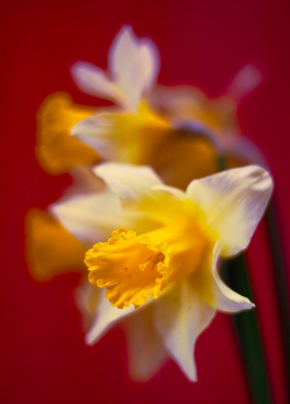narcyz-anhelina-osaulenko-8z-soN14AYM-unsplash narcyz-na-czerwonym-tle-kwiat