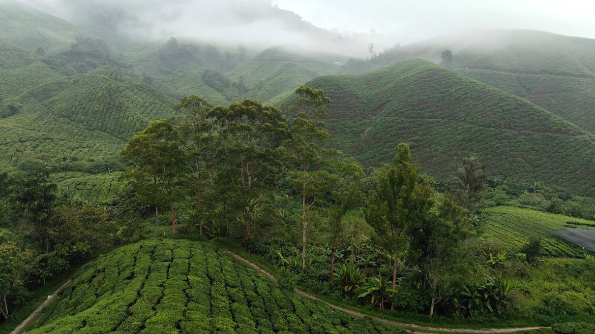 plantacja-herbaty-na-wzgórzach-spowita-we-mgle