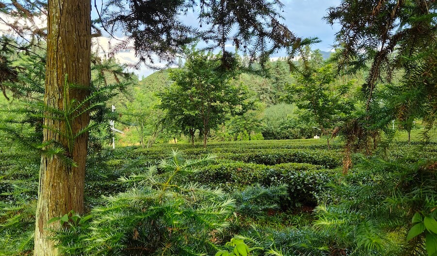 rzędy-krzewów-herbaty-inna-roślinność-drzewa