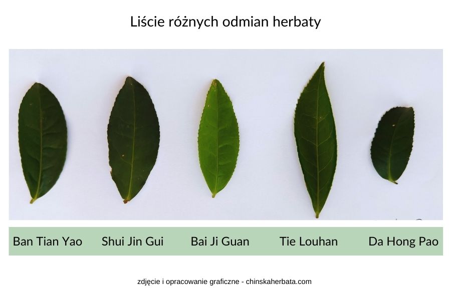 5-różnych-liści-odmian-krzewu-herbaty-z-nazwami