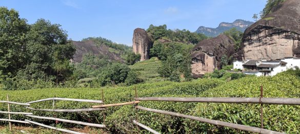 wysokie-skały-o-róznych-kształtach-krzewy-herbaty-płot